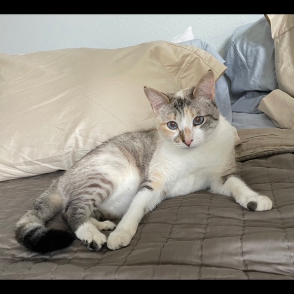 Skelanimals Diego Vamp Tee - Picture 3 of 3